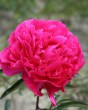 Paeonia Karl Rosenfield